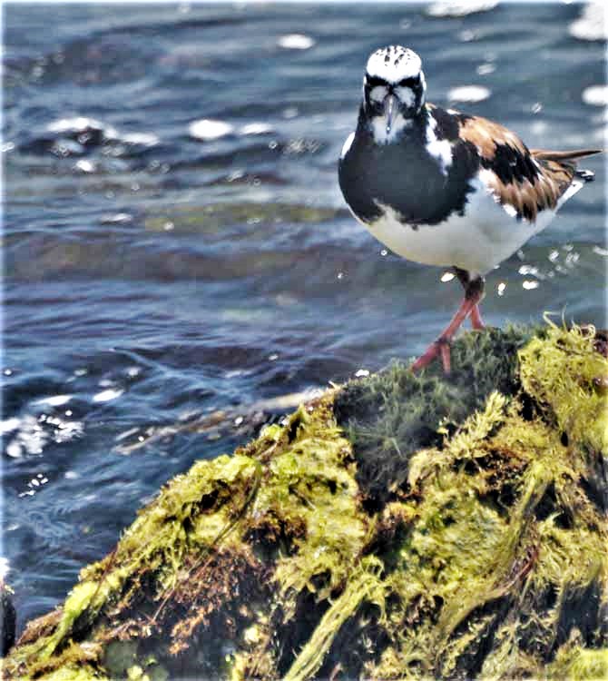 bird on rocks